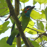 Blue-eared Barbet